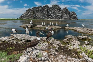 Booby Birds and Clipperton Rock, Lagoon, Clipperton Island