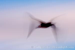 Booby in flight, motion blurred, dusk, Darwin Island, Galapagos, Ecuador.