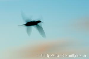 Booby in flight, motion blur, Darwin Island