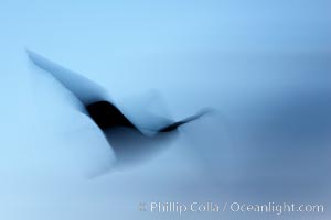 Booby in flight, motion blur, Darwin Island