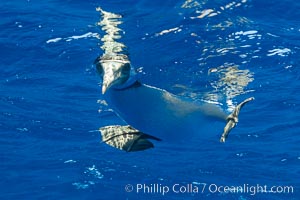 Booby looking underwater, Clipperton Island