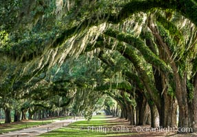 Oak Alley at Boone Hall Plantation, a shaded tunnel of huge old southern live oak trees, Charleston, South Carolina. Plantation owners planted long palisades of Southern Live Oaks to provide a shaded, cool allee (from the French) on which they could stroll, entertain and find diversion from the intense heat of the South, Quercus virginiana
