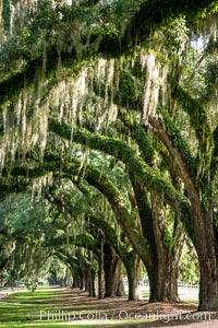 Oak Alley at Boone Hall Plantation, a shaded tunnel of huge old south live oak trees, Charleston, South Carolina, Quercus virginiana