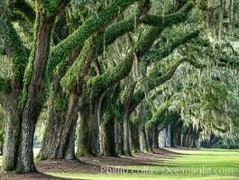 Oak Alley at Boone Hall Plantation, a shaded tunnel of huge old south live oak trees, Charleston, South Carolina, Quercus virginiana