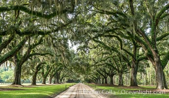 Oak Alley at Boone Hall Plantation, a shaded tunnel of huge old southern live oak trees, Charleston, South Carolina, Quercus virginiana