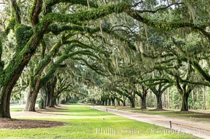 Oak Alley at Boone Hall Plantation, a shaded tunnel of huge old south live oak trees, Charleston, South Carolina, Quercus virginiana