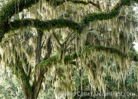 Oak Alley at Boone Hall Plantation, a shaded tunnel of huge old south live oak trees, Charleston, South Carolina, Quercus virginiana