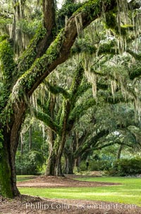 Oak Alley at Boone Hall Plantation, a shaded tunnel of huge old south live oak trees, Charleston, South Carolina, Quercus virginiana