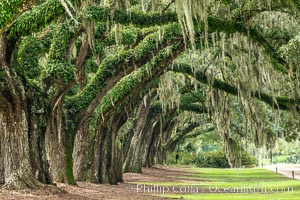 Oak Alley at Boone Hall Plantation, a shaded tunnel of huge old southern live oak trees, Charleston, South Carolina, Quercus virginiana