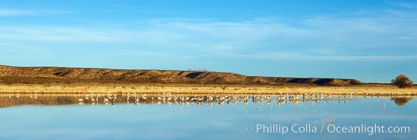 Panoramic image of one of the famous crane pools at Bosque del Apache National Wildlife Refuge, Socorro, New Mexico