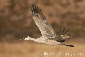 Photographs of huge gatherings of cranes and geese and Bosque del Apache National Wildlife Refuge, New Mexico