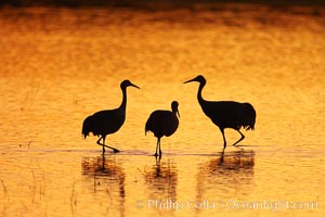 Sandhilll cranes in golden sunset light, New Mexico