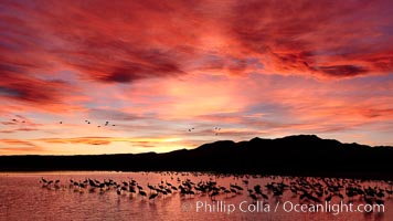 Sunset at Bosque del Apache National Wildlife Refuge, with sandhill cranes silhouetted in reflection in the calm pond.  Spectacular sunsets at Bosque del Apache, rich in reds, oranges, yellows and purples, make for striking reflections of the thousands of cranes and geese found in the refuge each winter.