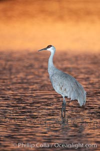 A sandhill crane, standing in still waters with rich gold sunset light reflected around it.