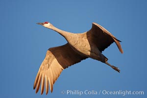 A sandhill crane in flight, spreading its wings wide which can span up to 6 1/2 feet, Grus canadensis, Bosque del Apache National Wildlife Refuge, Socorro, New Mexico