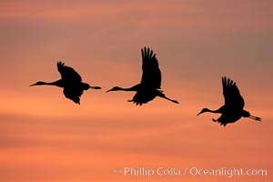 Sandhill cranes, flying across a colorful sunset sky, blur wings due to long time exposure.