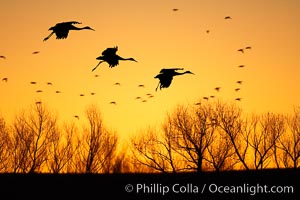 Sandhill cranes in flight, silhouetted against a richly colored evening sky.  A composite of two photographs taken moments apart, combined digitally, Grus canadensis, Bosque del Apache National Wildlife Refuge, Socorro, New Mexico