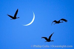 Sandhill cranes fly across a crescent moon.  A composite image formed from two photographs, taken a few moments apart, at sunset, Bosque del Apache National Wildlife Refuge.