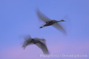 Sandhill cranes, flying across a colorful sunset sky, blur wings due to long time exposure.