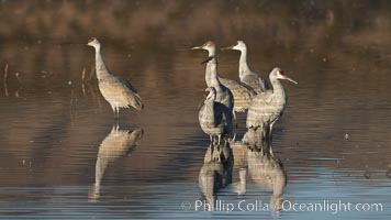 Sandhill cranes, reflected in the still waters of one of the Bosque del Apache NWR crane pools, Grus canadensis, Bosque del Apache National Wildlife Refuge, Socorro, New Mexico