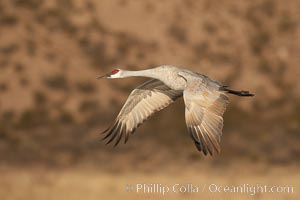 Sandhill crane spreads its broad wings as it takes flight in early morning light.  This crane is one of over 5000 present in Bosque del Apache National Wildlife Refuge, stopping here during its winter migration, Grus canadensis, Socorro, New Mexico