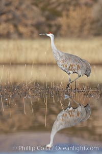 A sandhill crane is perfectly reflected, in mirror-calm waters at sunrise, Grus canadensis, Bosque del Apache National Wildlife Refuge, Socorro, New Mexico