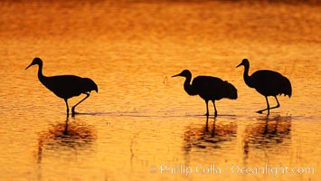 Sandhilll cranes in golden sunset light, silhouette, standing in pond, Grus canadensis, Bosque del Apache National Wildlife Refuge, Socorro, New Mexico