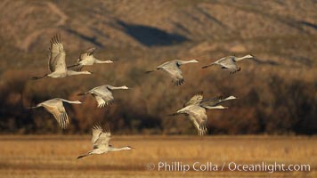 Sandhill cranes in flight in early morning light.