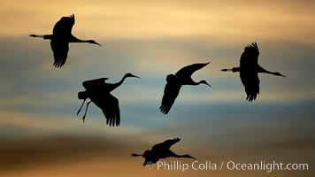 Sandhill cranes in flight, silhouetted against a richly colored evening sky.  A composite of two photographs taken moments apart, combined digitally.