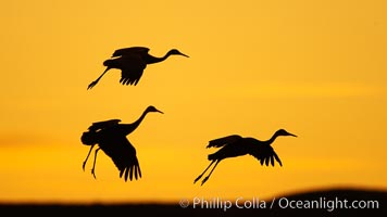 Sandhill cranes in flight, silhouetted against a richly colored evening sky, Grus canadensis, Bosque del Apache National Wildlife Refuge, Socorro, New Mexico