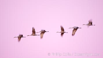 Sandhill cranes, blurred by long time exposure, fly through colorful twilight skies, Grus canadensis, Bosque del Apache National Wildlife Refuge, Socorro, New Mexico