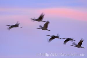 Sandhill cranes, flying across a colorful sunset sky, blur wings due to long time exposure, Grus canadensis, Bosque del Apache National Wildlife Refuge, Socorro, New Mexico