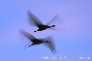 Sandhill cranes, flying across a colorful sunset sky, blur wings due to long time exposure, Grus canadensis, Bosque del Apache National Wildlife Refuge, Socorro, New Mexico