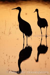 Two sandhill cranes stand side by side in a golden silhouette, mirrored in still water, Grus canadensis, Bosque del Apache National Wildlife Refuge, Socorro, New Mexico