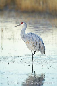 Sandhill crane resting in a shallow pond, reflected in still water with soft predawn light, Grus canadensis, Bosque del Apache National Wildlife Refuge, Socorro, New Mexico