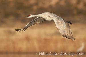 Sandhill crane spreads its broad wings as it takes flight in early morning light.  This crane is one of over 5000 present in Bosque del Apache National Wildlife Refuge, stopping here during its winter migration, Grus canadensis, Socorro, New Mexico