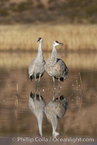 Two sandhill cranes, reflected in mirror-still waters at sunrise, Grus canadensis, Bosque del Apache National Wildlife Refuge, Socorro, New Mexico