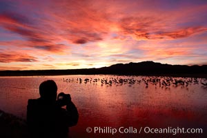 A photographer looks on the back of his camera to view his perfect image of yet another beautiful sunset at Bosque del Apache National Wildlife Refuge, Grus canadensis, Socorro, New Mexico