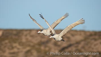 Sandhill cranes in flight, side by side in near-synchonicity, spreading their broad wides wide as they fly, Grus canadensis, Bosque del Apache National Wildlife Refuge, Socorro, New Mexico