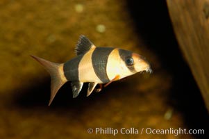 Clown loach, a freshwater fish native to Indonesia (Sumatra and Borneo), Botia macracanthus