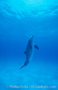 Atlantic bottlenose dolphin, Tursiops truncatus