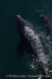 Atlantic  bottlenose dolphin, Tursiops truncatus