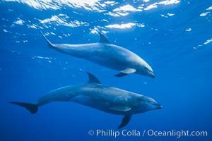 Pacific  bottlenose dolphin, Tursiops truncatus