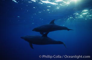 Pacific  bottlenose dolphin, Tursiops truncatus