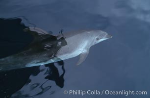 Pacific  bottlenose dolphin, Tursiops truncatus