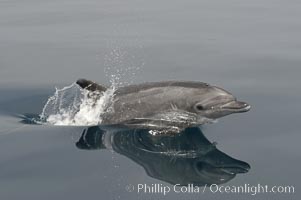 Pacific bottlenose dolphin breaches the ocean surface as it leaps and takes a breath.  Open ocean near San Diego.  Tursiops truncatus.