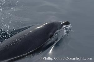 Pacific bottlenose dolphin breaches the ocean surface to take a breath.  Open ocean near San Diego, Tursiops truncatus