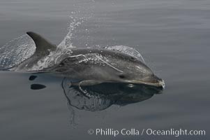 Pacific bottlenose dolphin hydrodynamically slices the ocean as it surfaces to breathe.  Open ocean near San Diego, Tursiops truncatus