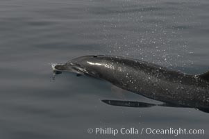 Pacific bottlenose dolphin opens its blowhole to breathe at the ocean surface.  Open ocean near San Diego, Tursiops truncatus