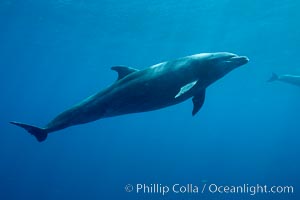 Bottlenose dolphin, Tursiops truncatus, Wolf Island